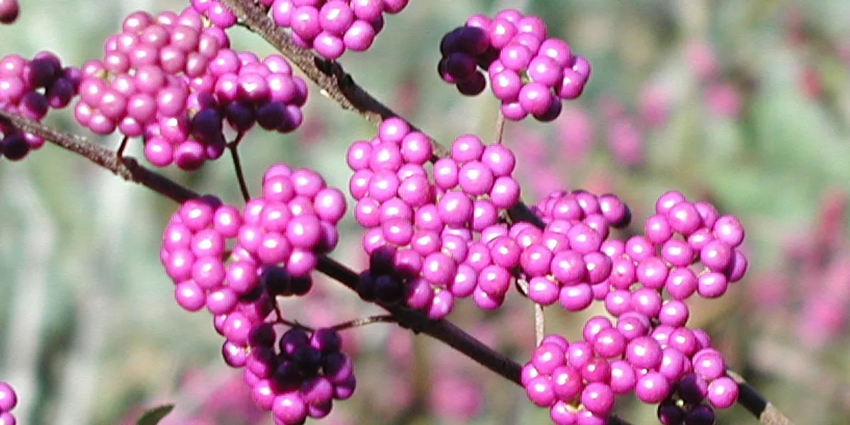 Beauty Berry Callicarpa Americana