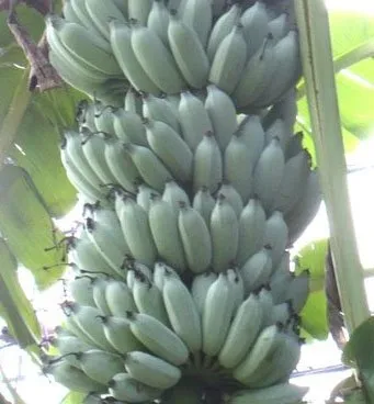 Blue Java Banana