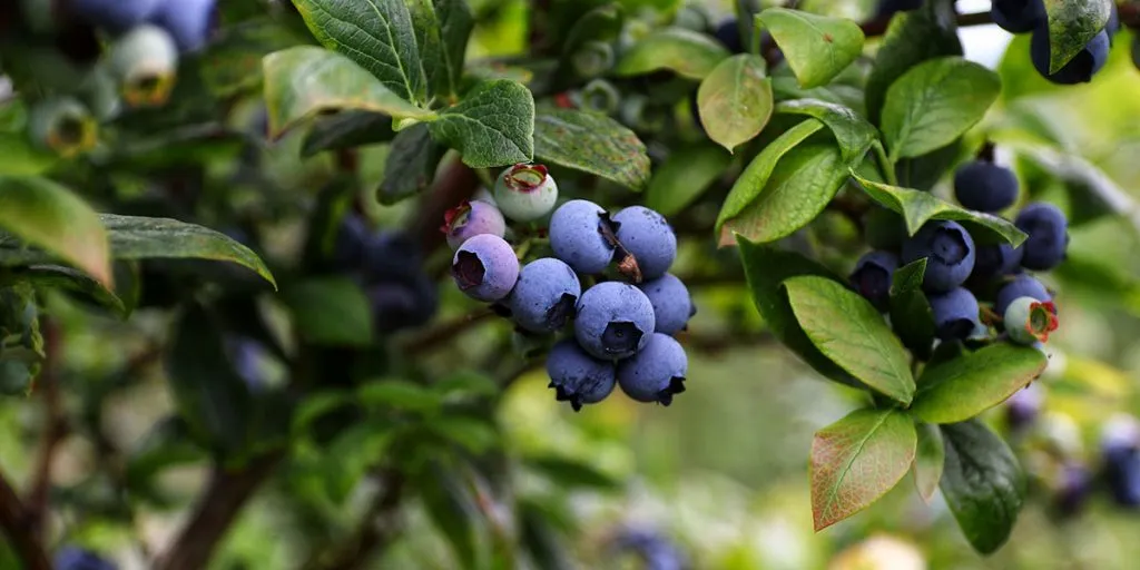 How Acidic Are Blueberries? (Answered)