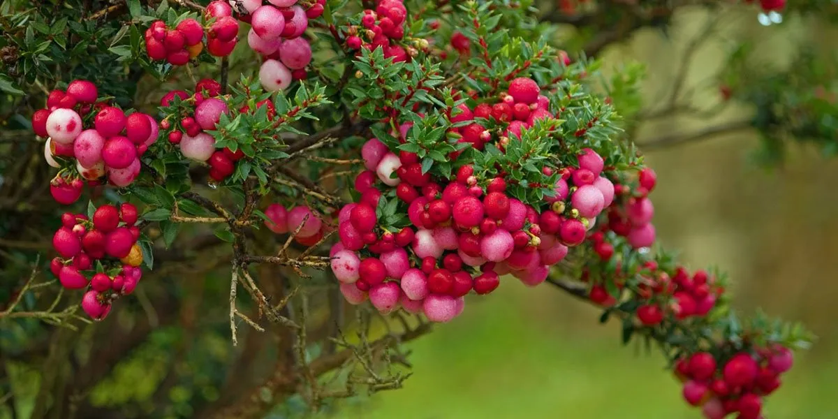 Chinese Mountain Ash Berry Pink