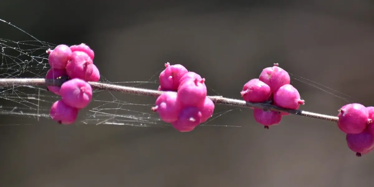 Coralberry Pink Berry