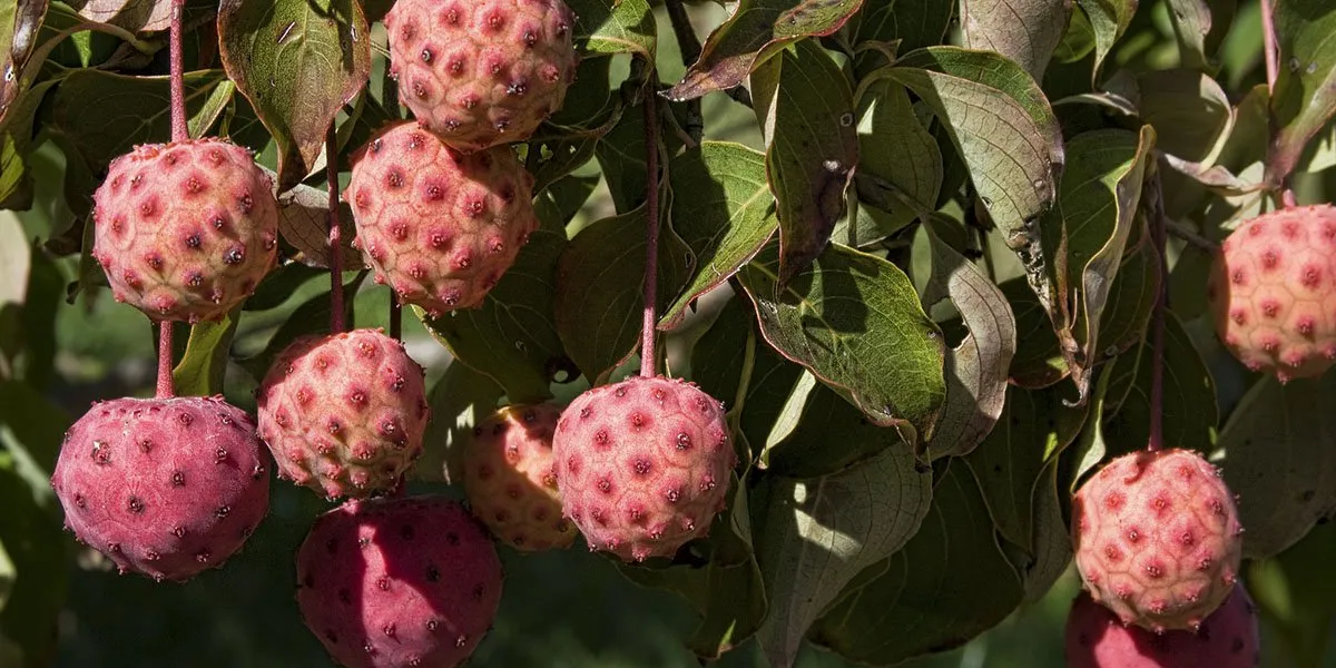 Cornus kousa Dogwood Fruit