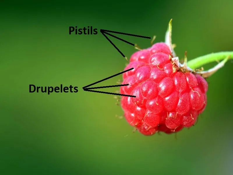 Drupelets Pistils Aggregate Fruit
