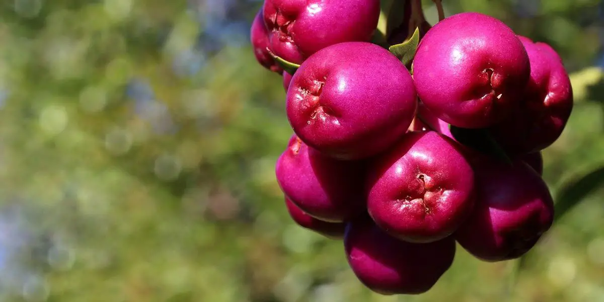 Lilly Pilly Berries Pink