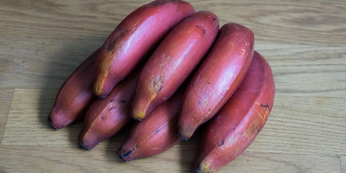 Pink Banana Musa Velutina