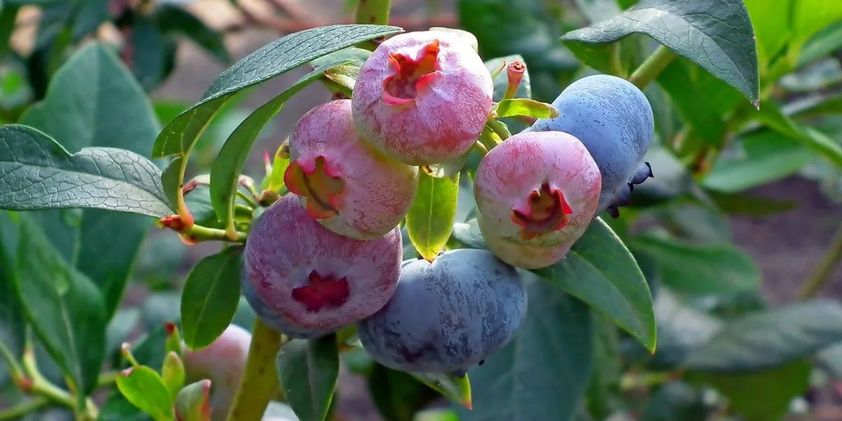 Pink Blueberry