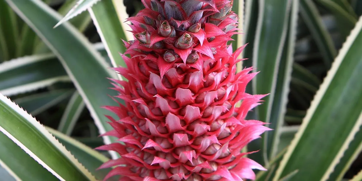 Pink Pineapple