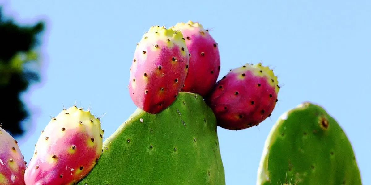 Prickly Pear Pink Cactus Fruit