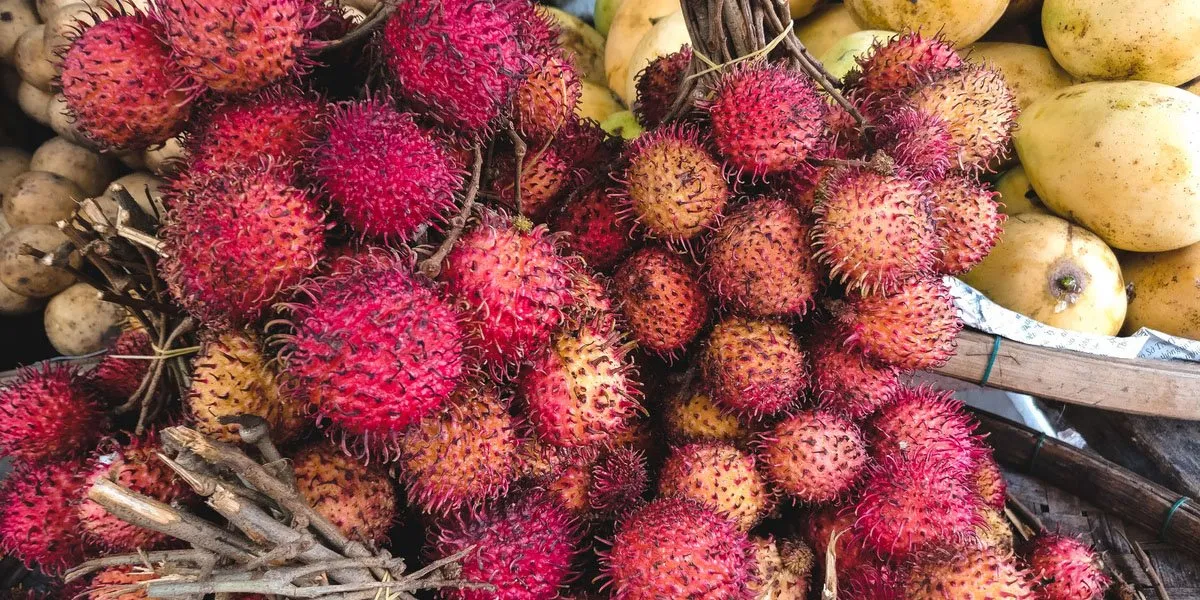 Rambutan Tropical