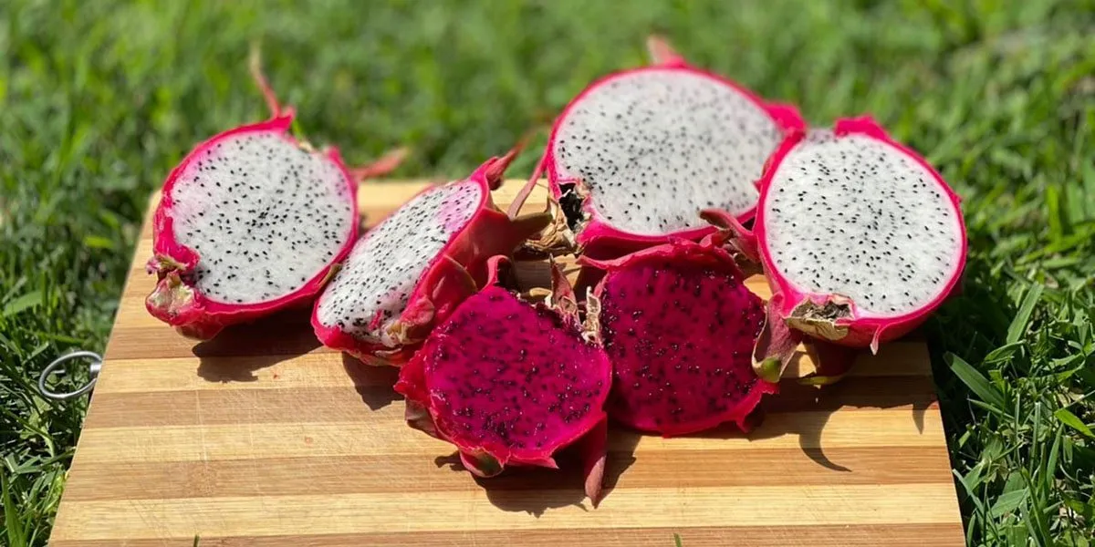 Red vs White Dragon Fruit Differences