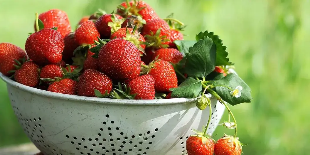 Ripen Strawberries Faster