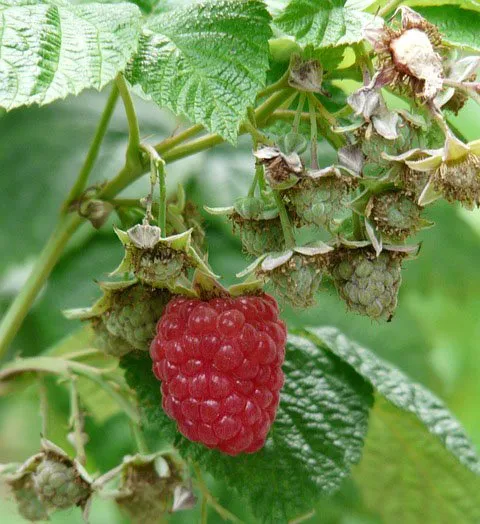 Rubus idaeus