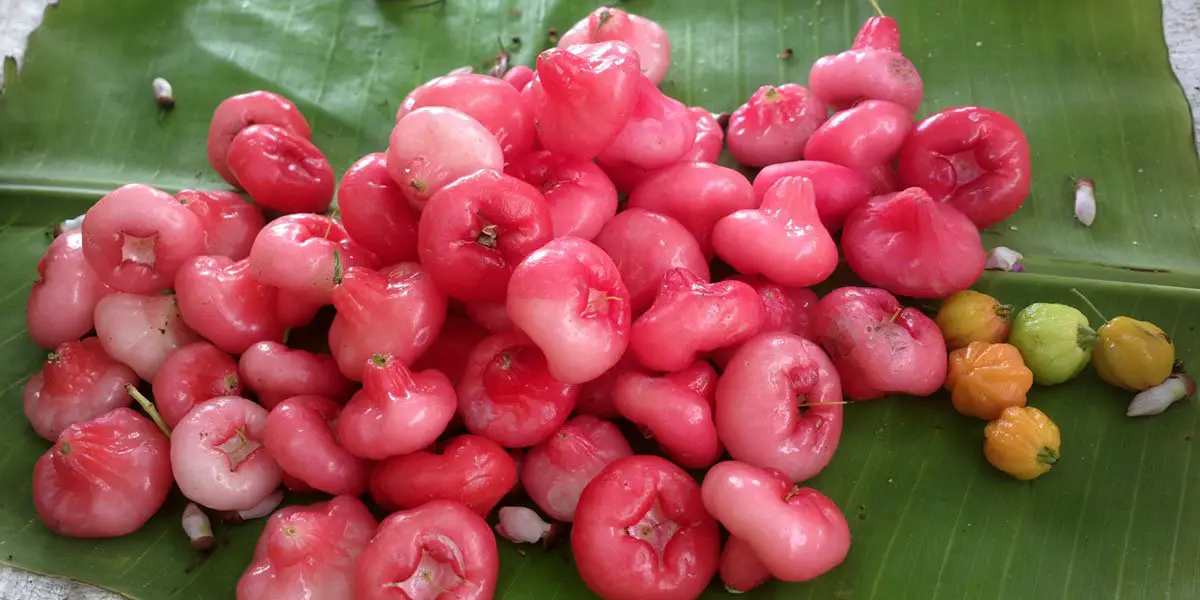 Water Rose Apple Pink Fruit