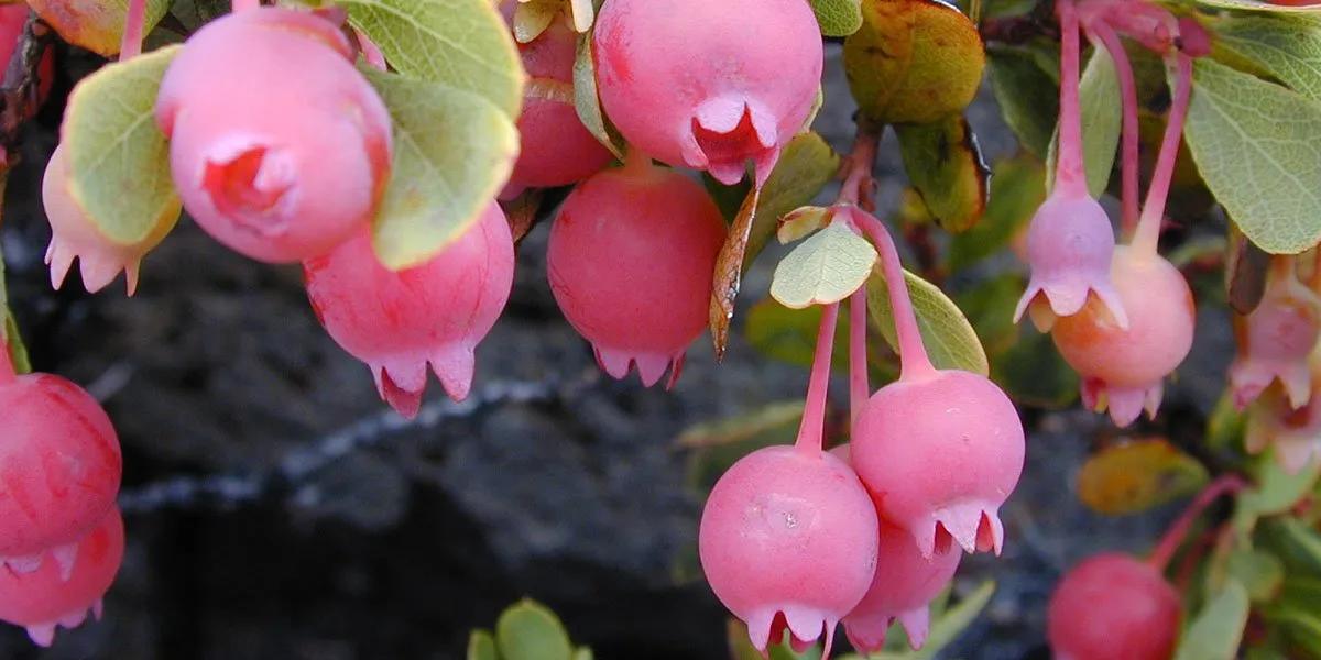 ōhelo ʻai hawaii berry